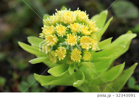 フキの花 只見町 フキの花 只見町 32343091