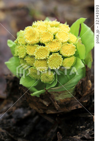 フキの花　只見町 32343093