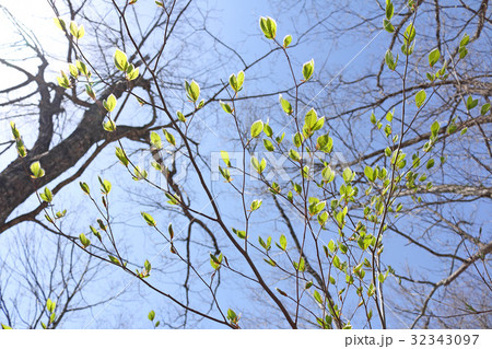 ブナ若葉 只見町 ブナ若葉 只見町 32343097