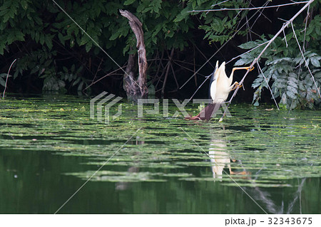 アカガシラサギ～夏羽～ 32343675