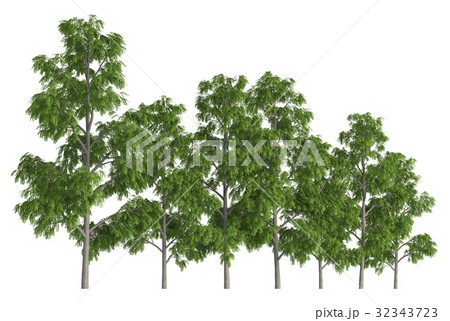 Group of trees isolated on white 3d illustration Group of trees isolated on white 3d illustration 32343723