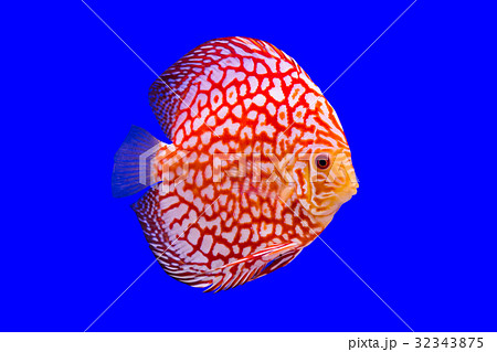 Pompadour Fish on blue background 32343875