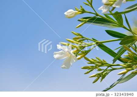 キョウチクトウ 32343940