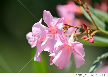 キョウチクトウ 32343941