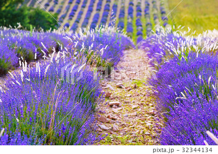 Lavender fields near Valensole in Provence, France Lavender fields near Valensole in Provence, France 32344134