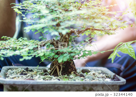 Grow A Bonsai By Yourself Grow A Bonsai By Yourself 32344140