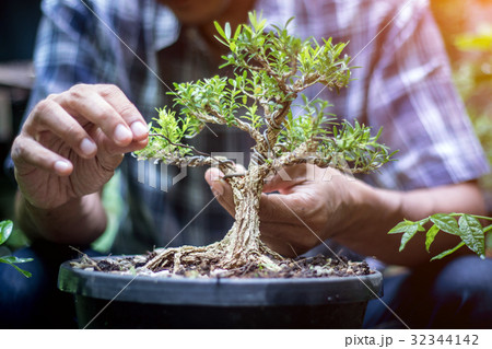 Grow A Bonsai By Yourself Grow A Bonsai By Yourself 32344142