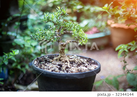Grow A Bonsai By Yourself 32344144
