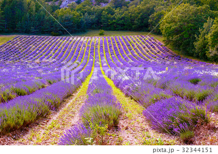 Lavender fields near Valensole in Provence, France Lavender fields near Valensole in Provence, France 32344151