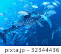 ジンベイザメを追跡・包囲するギンガメアジの大群 32344436