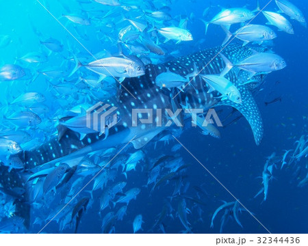 ジンベイザメを追跡・包囲するギンガメアジの大群 ジンベイザメを追跡・包囲するギンガメアジの大群 32344436
