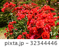 バラ（赤色） 32344446
