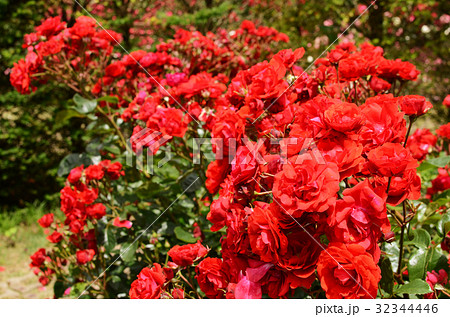 バラ(赤色) バラ(赤色) 32344446