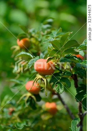 ハマナスの実 32344675