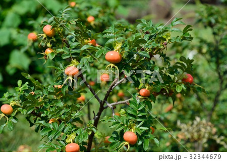 ハマナスの実 32344679