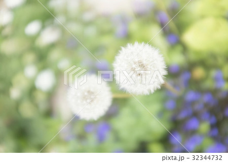 わたぼうし 32344732