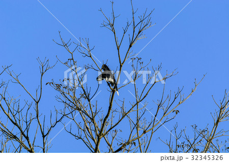 Oriental pied hornbill (Anthracoceros albirostris) 32345326