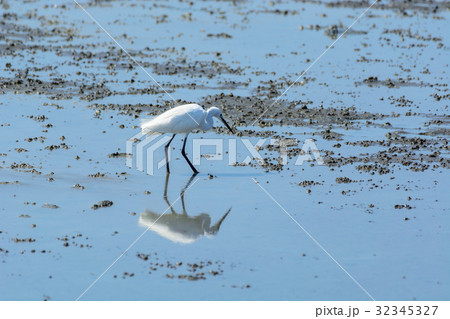Chinese Egret Egretta eulophotes. Chinese Egret Egretta eulophotes. 32345327