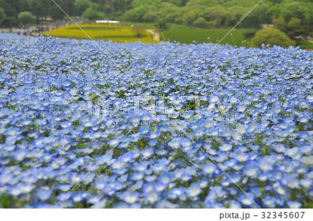 ひたち海浜公園みはらしの丘のネモフィラ 32345607