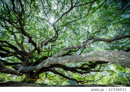 Large Samanea saman tree with branch 32346031