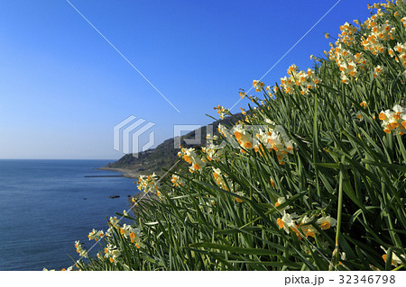 淡路島　灘黒岩水仙郷 32346798