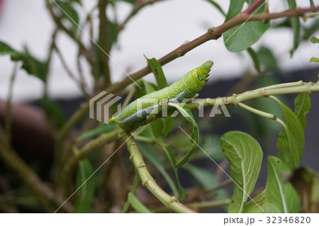 昆虫 虫 蟲 32346820