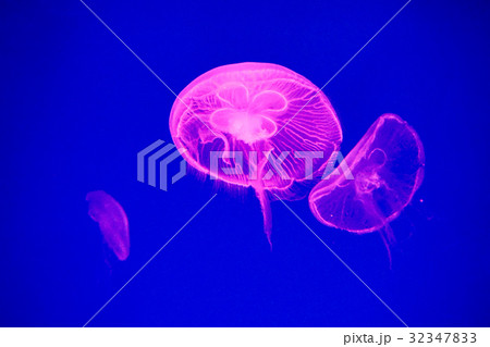 Moon jellyfish 32347833