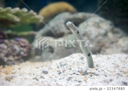 spotted garden eel. 32347880