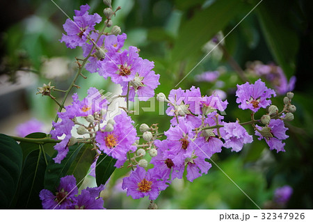 フトモモ目 ミソハギ 落ち葉 32347926