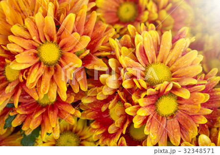 orange chrysanthemums flower in the garden 32348571