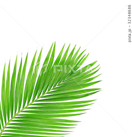 green leaves of palm tree isolated on white  32348686