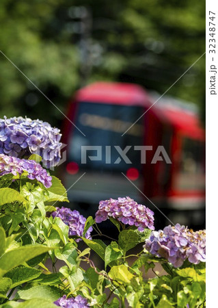 あじさいと箱根登山鉄道 32348747