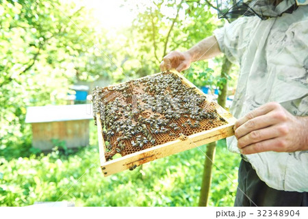 Beekeeper working in his apiary holding honeycomb Beekeeper working in his apiary holding honeycomb 32348904