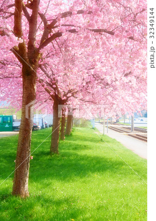 sakura tree blossoms. 32349144