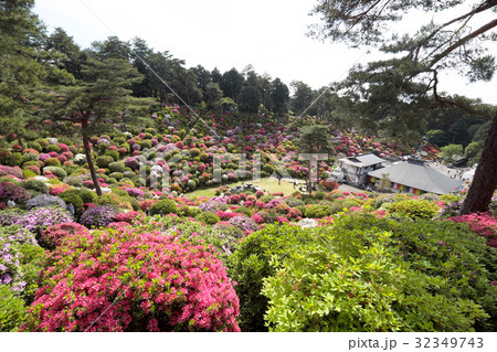 【つつじの名所・絶景】塩船観音寺 つつじまつり 32349743