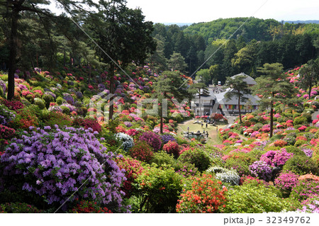 【つつじの名所・絶景】塩船観音寺 つつじまつり 32349762