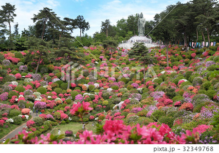【つつじの名所・絶景】塩船観音寺 つつじまつり 32349768