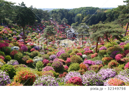 【つつじの名所・絶景】塩船観音寺 つつじまつり 【つつじの名所・絶景】塩船観音寺 つつじまつり 32349798