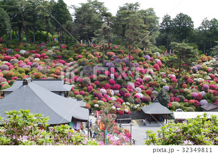 【つつじの名所・絶景】塩船観音寺 つつじまつり 32349811
