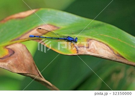 Blue dragonfly, coenagrionidae argia extranea on a 32350000