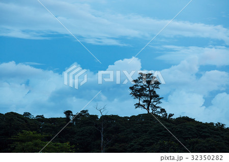 Tropical sunset and rainforest silhouette Tropical sunset and rainforest silhouette 32350282