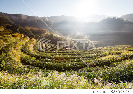 Misty morning Tea plantation in the Doi Ang Khang 32350373