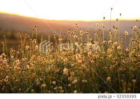 Grass flower with evening light Grass flower with evening light 32350395