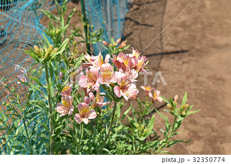 アルストロメリア（百合水仙） 32350774