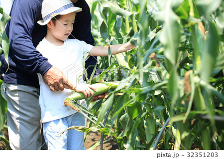 トウモロコシ収穫体験 32351203