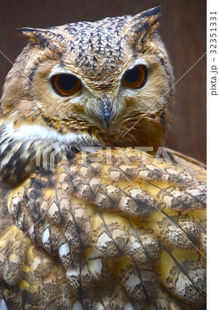 見返りミミズク 32351331