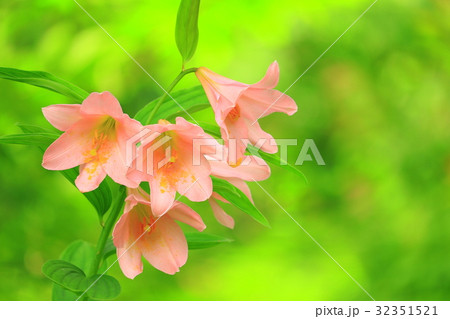 野に咲くヒメサユリ 野に咲くヒメサユリ 32351521