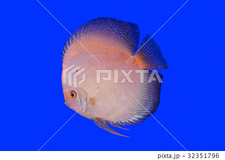 Pompadour Fish 32351796