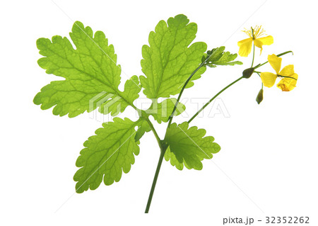 Greater celandine (Chelidonium majus) 32352262