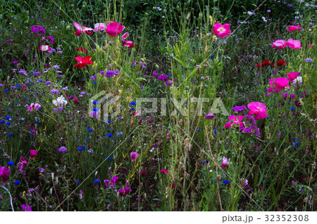ヒナゲシが咲く ヒナゲシが咲く 32352308